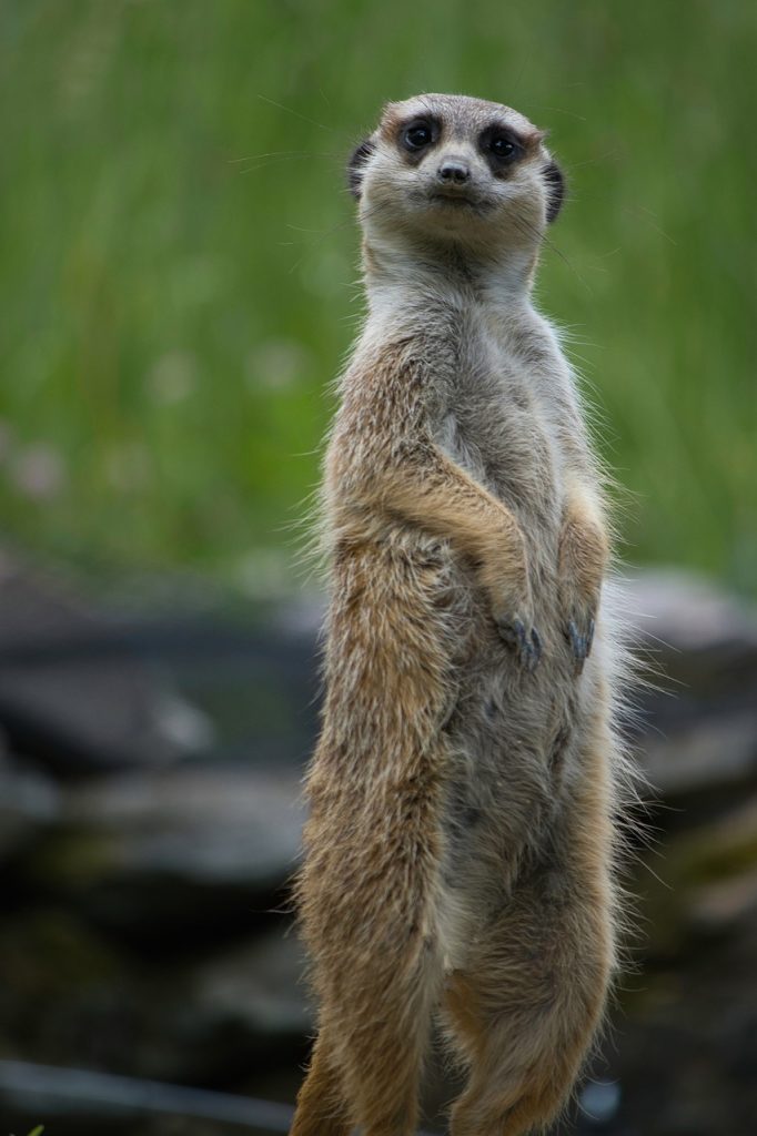 animal, meerkat, zoo-7280540.jpg