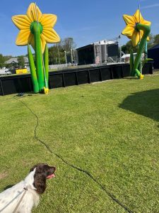 dog at event