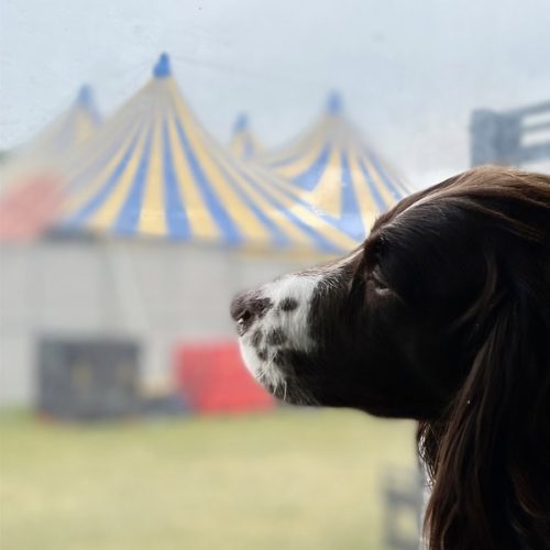 dog at a festival we provided rural wifi for